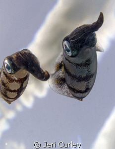 Squid in the Clouds.  I looked up and saw a squid hanging... by Jeri Curley 